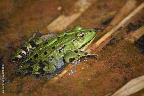 Liether Kalkgrube - Schleswig-Holstein - Deutschland - Grüner Laubfrosch im Tümpel / Teich