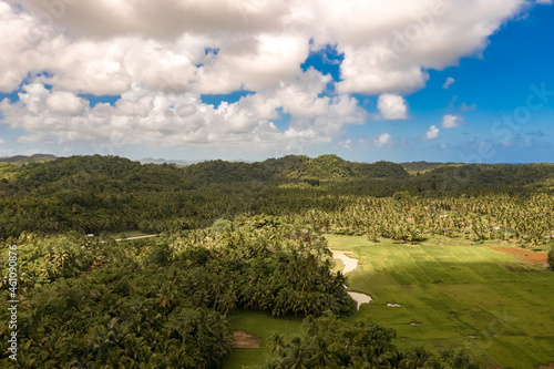 Landscape of green forest with many coconut palm trees in tropical island. photo