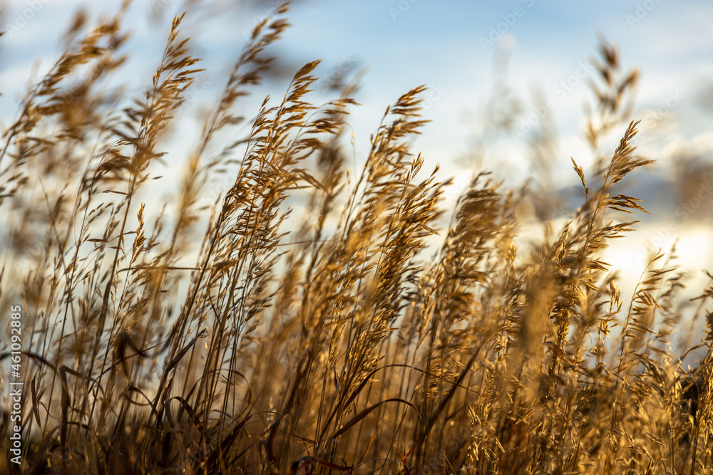 Fototapeta premium Selective soft focus of a dry grass blowing on the wind at golden sunset light