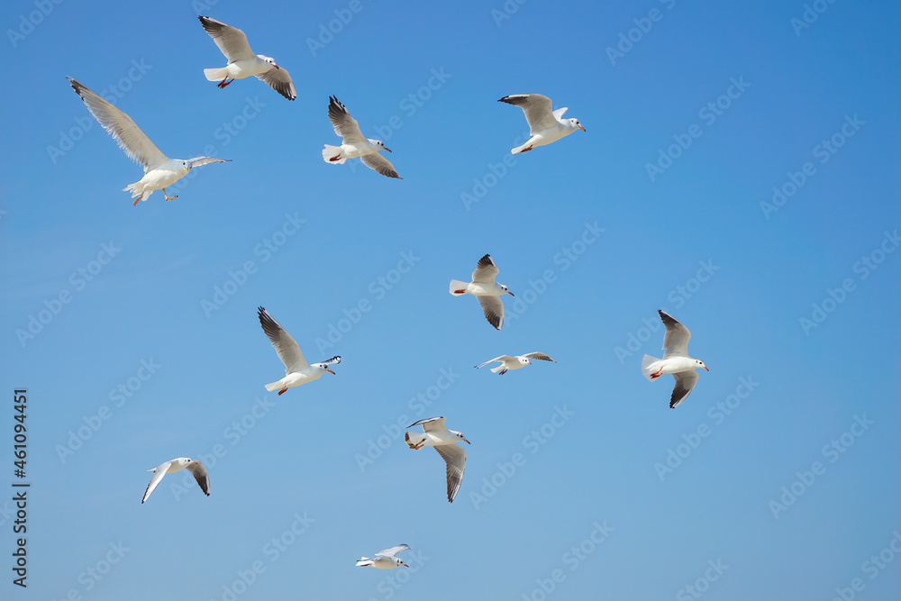 Group of seagulls in the sky Group of seagulls in the sky