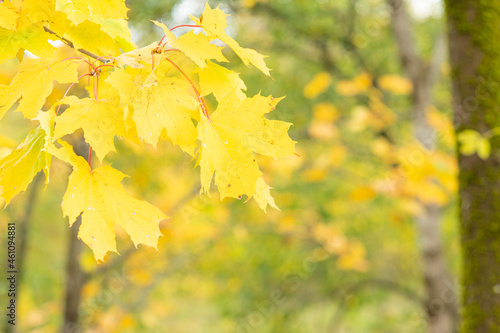 Bright yellow fall leaves on a blurry green and yellow autumn background, for design, templates, textures