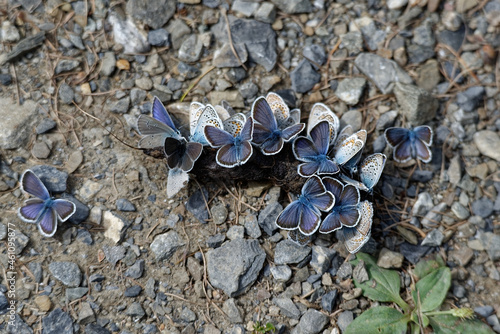 Maculinea