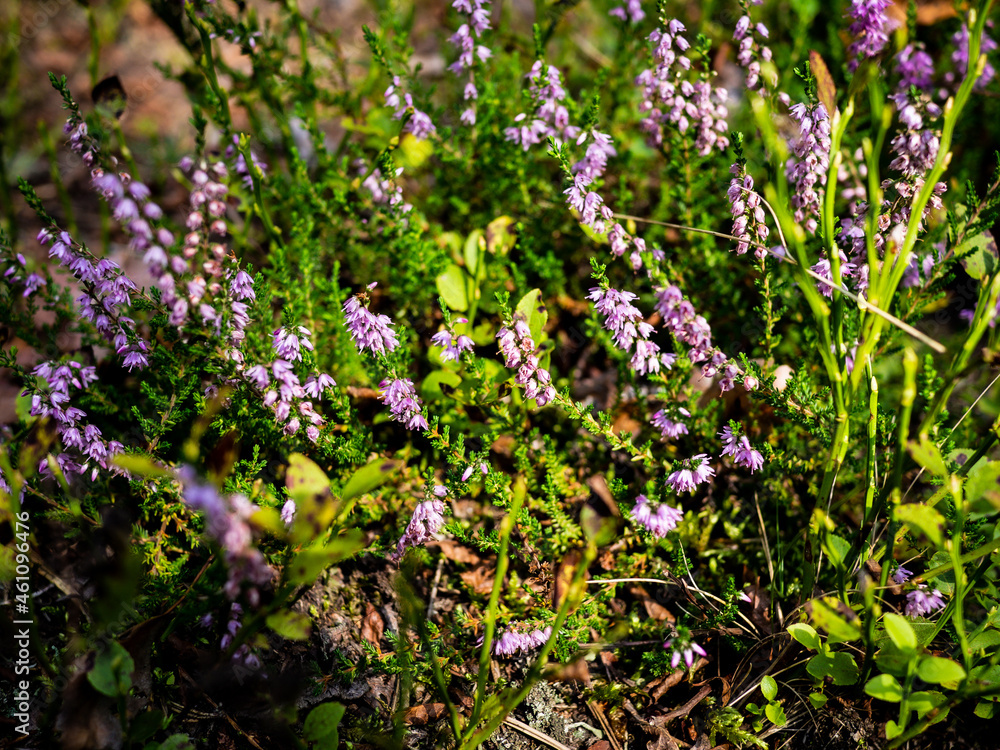 flowers in the forest
heather flowers in the forest
heather
