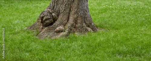 Tree trunk and green grass.