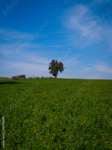 tree in the middle of the field