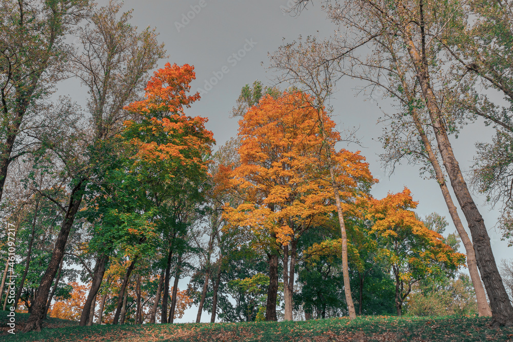 View of the trees in autumn. Trees with green and orange-yellow leaves. In the autumn forest