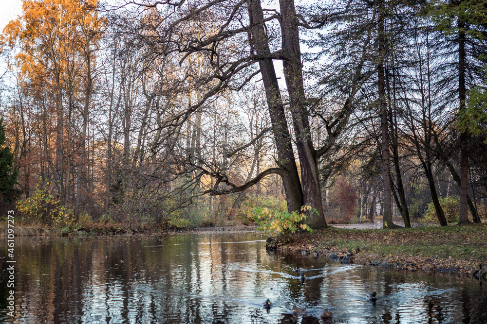 autumn trees in the park with lake autumn trees in the park with lake