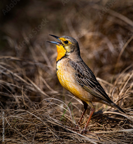 Cape longclaw, photographed in South Africa.