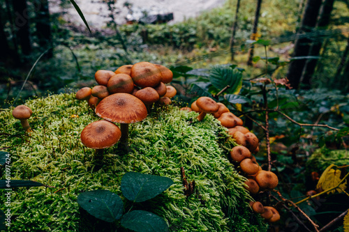 closeup of mushrooms on moss in forest