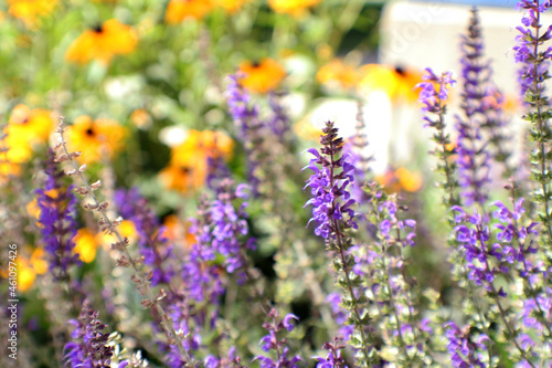 Lavender and flowers