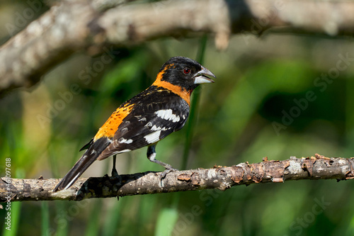 Black-headed Grosbeak perched on a branch 