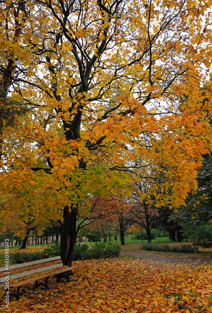 Autumn park in bright yellow colors with trees and fallen leaves