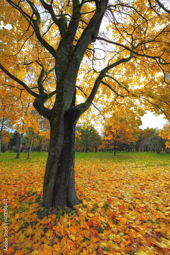 Autumn landscape with maple tree and yellow leaves in the park