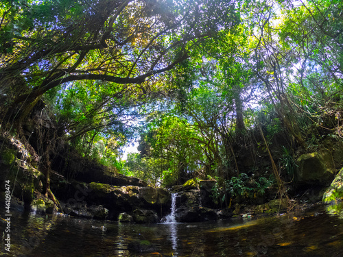 Fototapeta Naklejka Na Ścianę i Meble -  View of a small spring hidden in a dark forest located in Mauritius