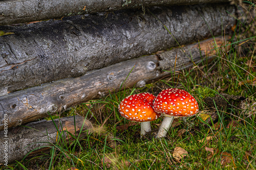 Schilderij op canvas fly agaric mushroom