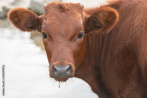 Cow's head close-up. Brown cow looking at the camera