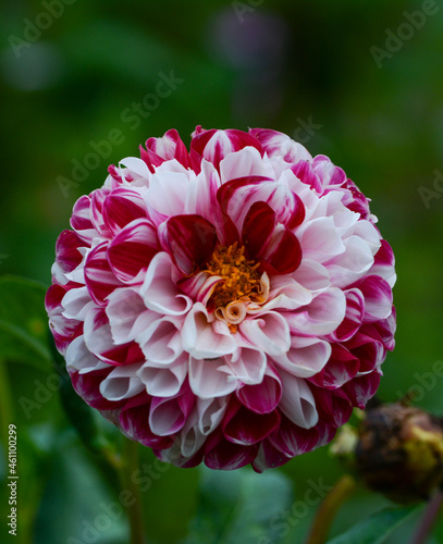 Dahlia