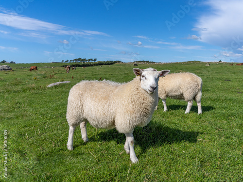 Friendly and curious sheep on the grass fields along the famous the North Sea Road, near Stavanger, Norway