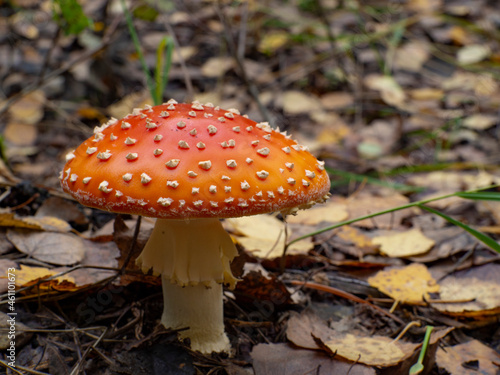 A beautiful fly amanita in the background of the autumn forest