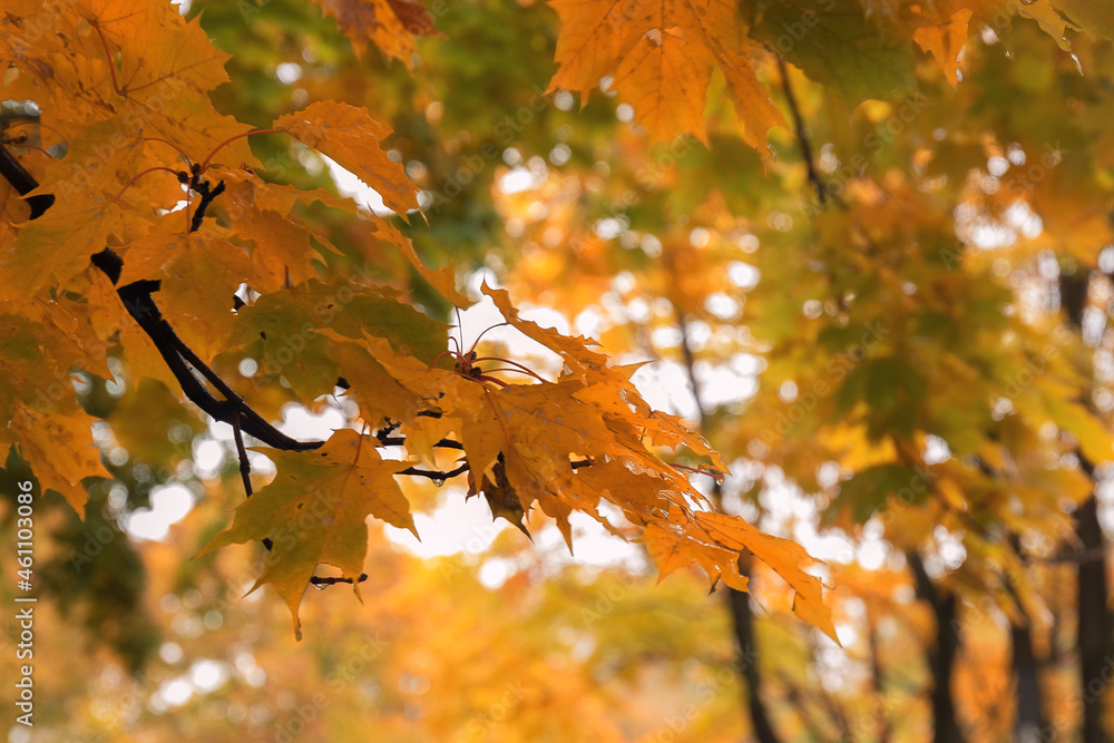 A closeup shot of orange maple leaves against foliage by autumn day A closeup shot of orange maple leaves against foliage by autumn day