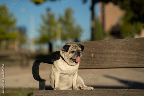 PUG BREED DOG SITTING WEARING A COSTUME OF VAMPIRE ON TOP OF A WOOD BENCH AT THE PARK WITH HER TONGUE OUT