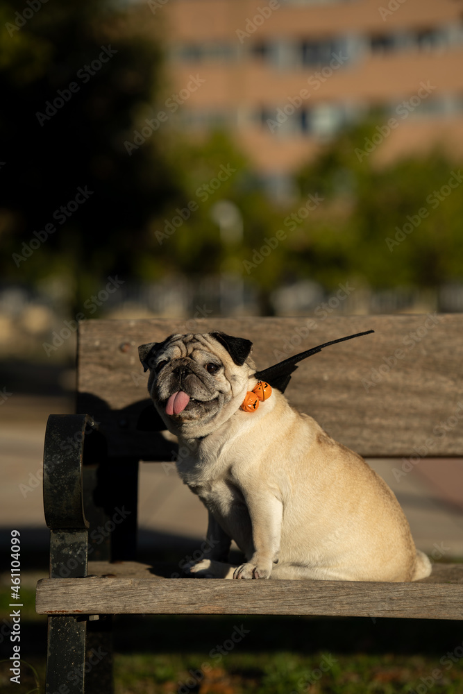 PUG WITH TONGUE OUT WEARING FUNNY HALLOWEEN COSTUME OF VAMPIRE AT THE PARK ALONE