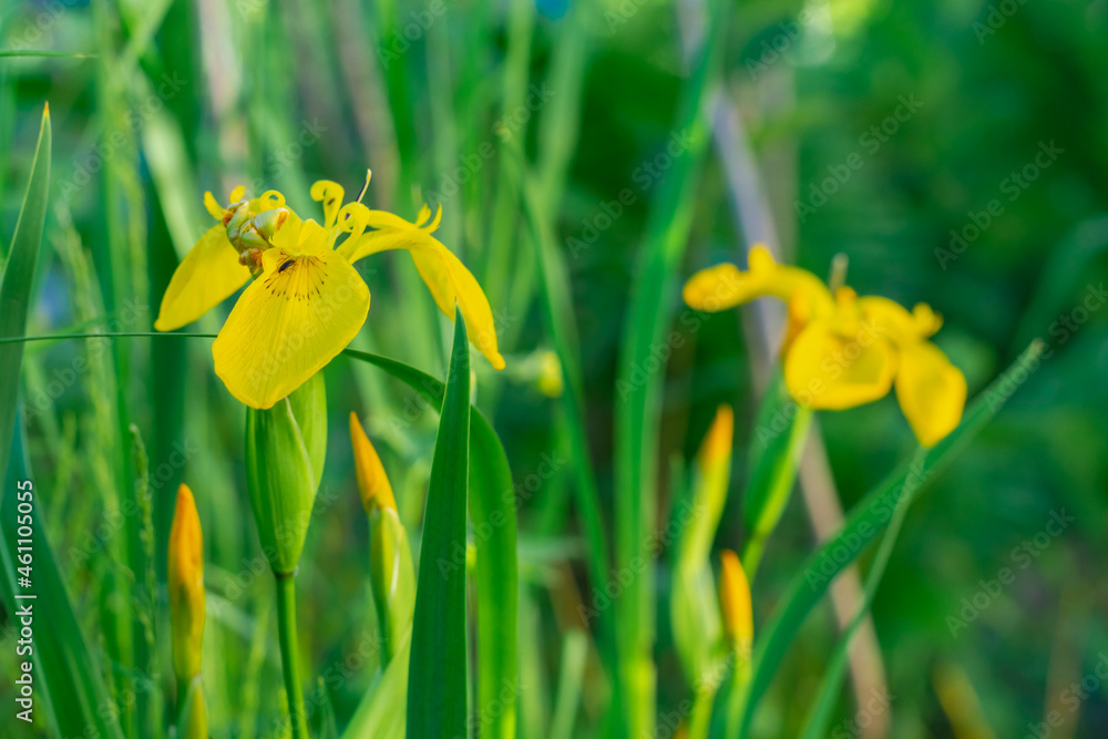 Obraz premium Yellow flowers irises bloom in summer time