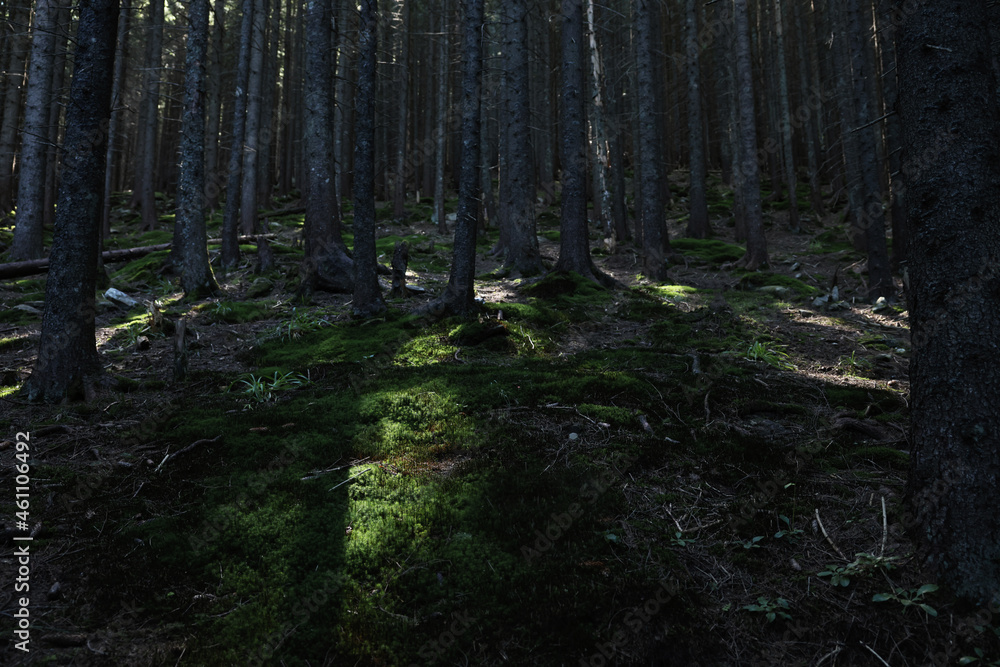 Picturesque view of beautiful coniferous forest on hill Picturesque view of beautiful coniferous forest on hill