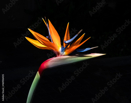 brightly colored bird of paradise flower closeup light and shadow effect cutout isolated on a black background