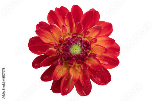 Red dahlia blossom with dew drops isolated on white