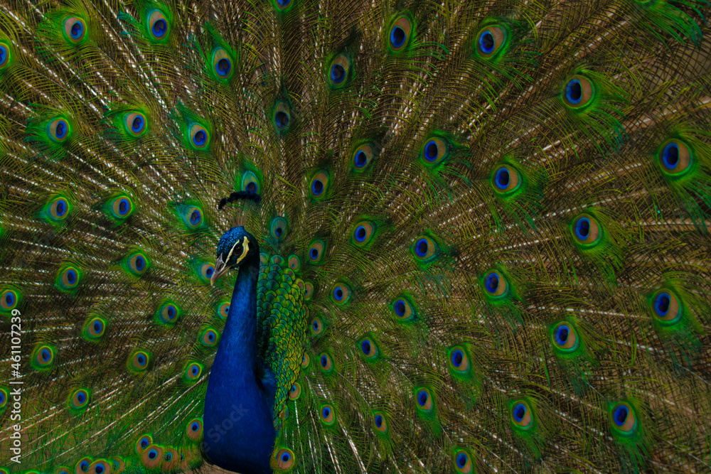 Naklejka premium peacock with feathers out