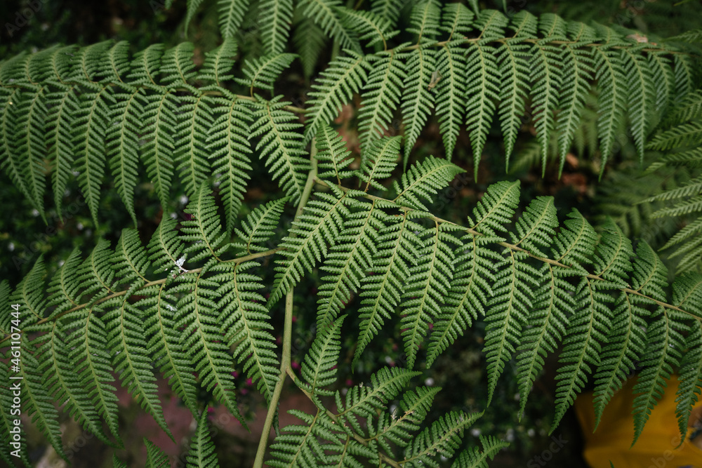 Close up of fern leaf Close up of fern leaf