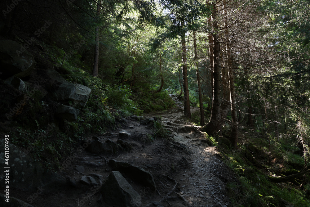 Picturesque view of pathway in beautiful coniferous forest