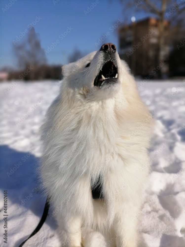 Naklejka premium dog in snow