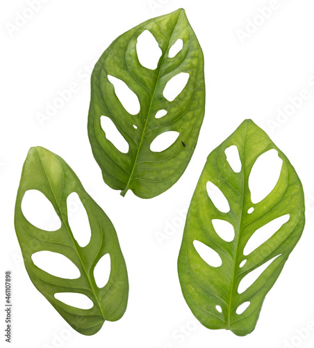 Adanson's monstera on white background photo