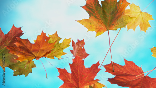 Falling autumn maple leaves...