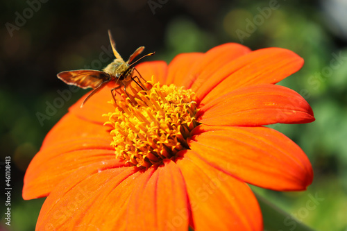 Closeup of sachem  Atalopedes campestris  perched on orange and yellow flower  possibly Mexican sunflower  Tithonia rotundifolia .