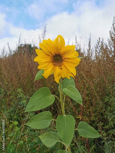 A loneley sunflower standing on a field photo