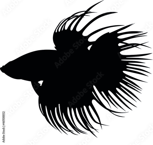 Betta splendens is a aquarium tropical fish, the Siamese fighting fish, is often referred to simply as a "betta fish" Detailed realistic silhouette