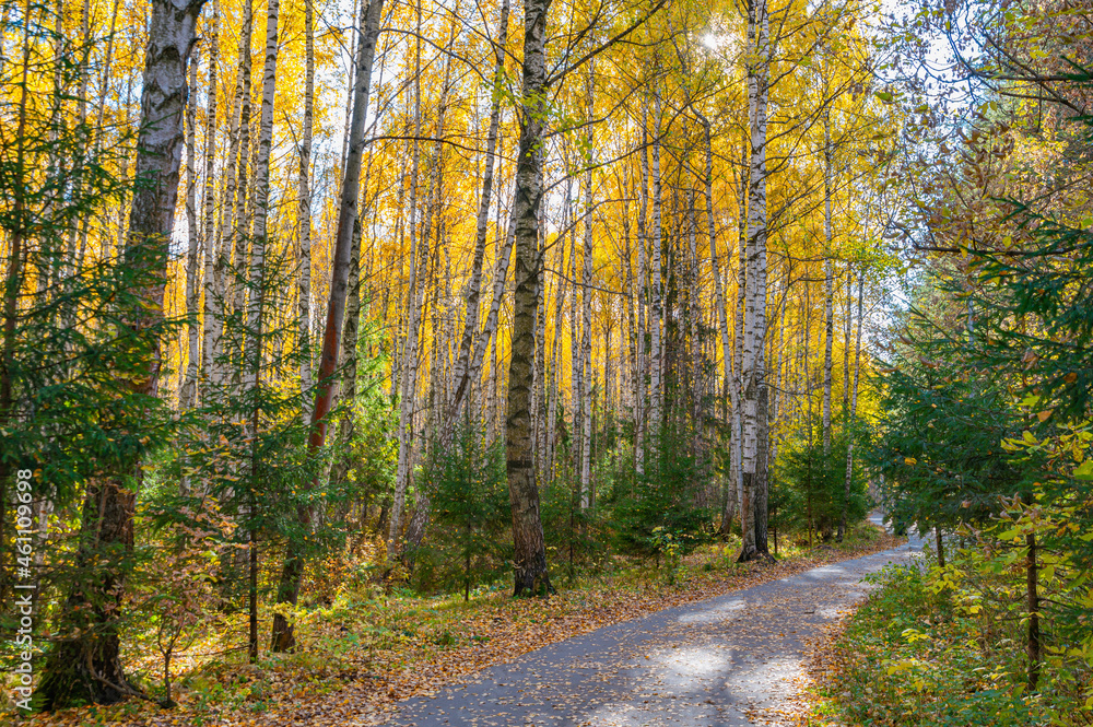 Alley in the autumn forest. Alley in the autumn forest.