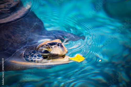 caretta caretta turtle poking its head on the surface of the sea while eating photo