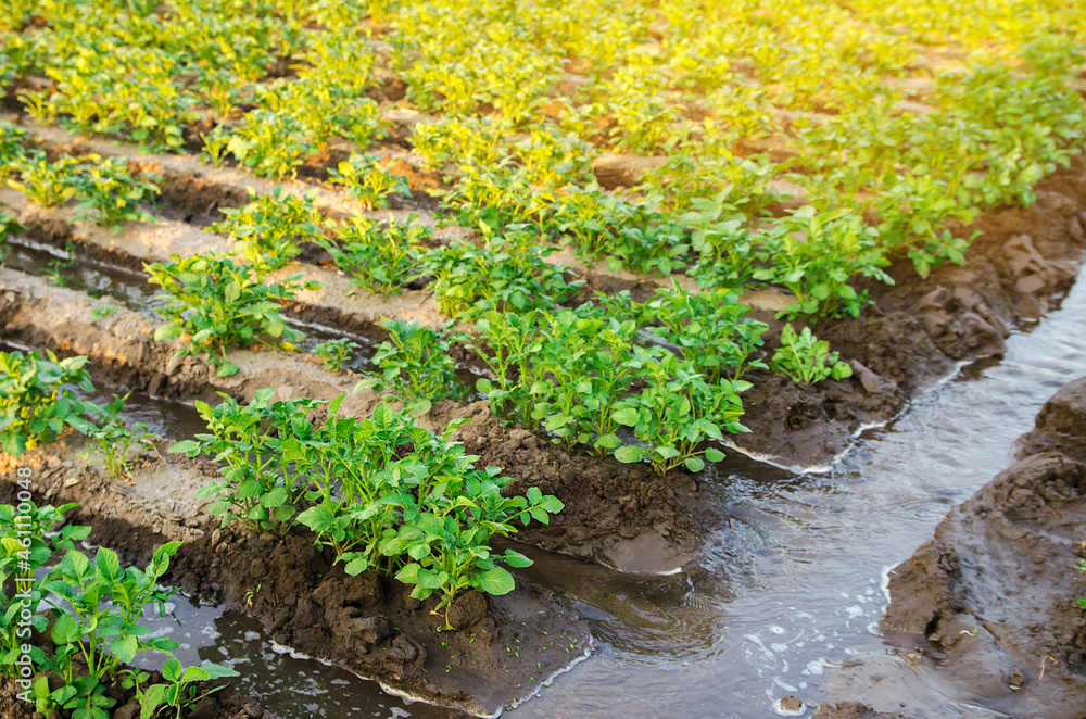 Fototapeta premium Irrigation the potato plantation. Providing farms and agro-industry with water resources. European farming. Agriculture and agronomy. Growing crops in arid regions. Watering of crops. Selective focus