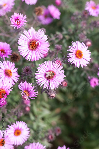 A bee on a purple New England aster flower against a background of leaves and home  countryside