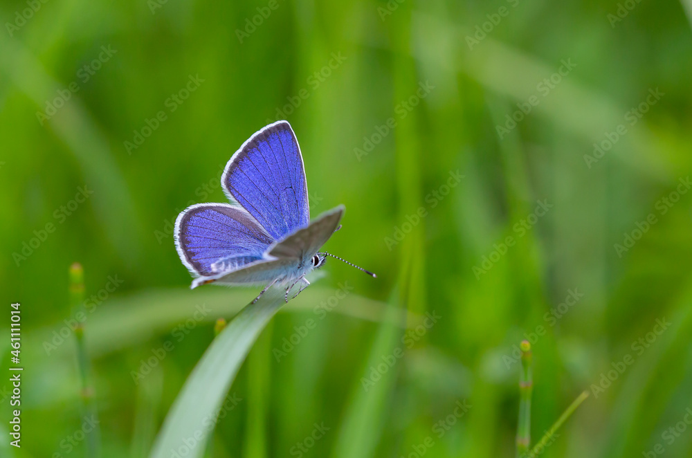 tiny tiny butterfly with a wonderful wing top blue, Polyommatus bellis tiny tiny butterfly with a wonderful wing top blue, Polyommatus bellis
