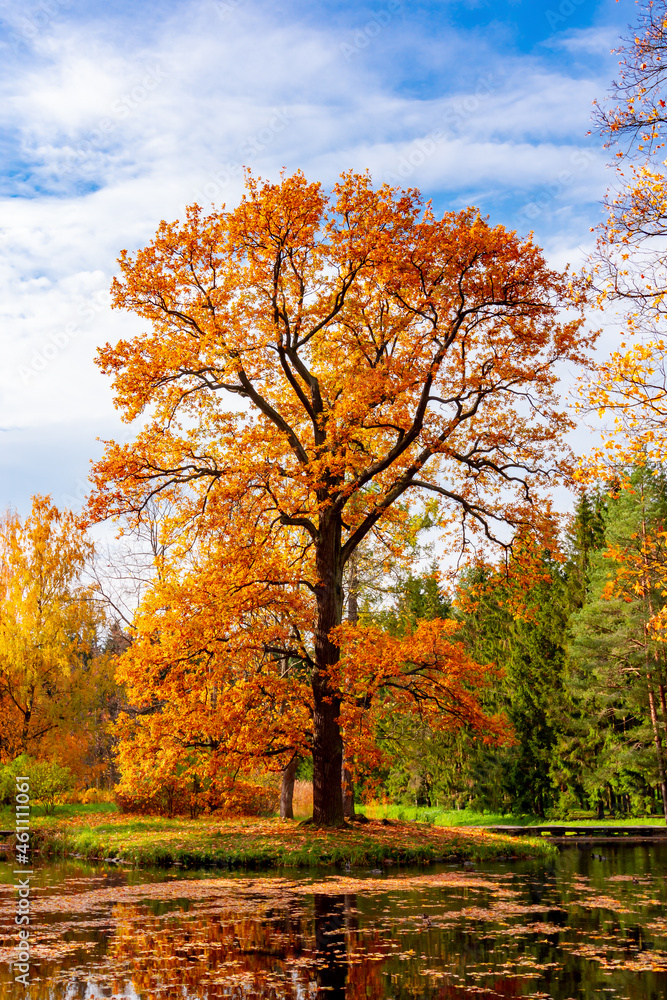 Oak tree in Catherine park in autumn, Tsarskoe Selo (Pushkin), Saint Petersburg, Russia
