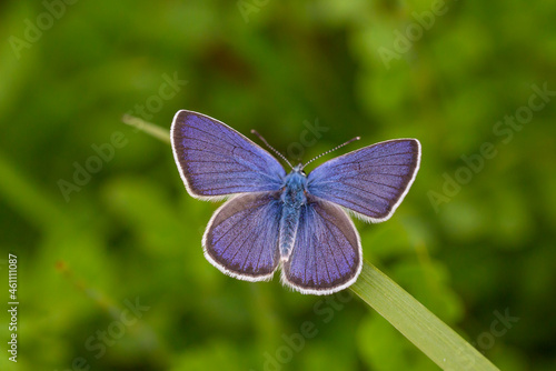 blue wingspan butterfly in the grass, Polyommatus coelestinus
