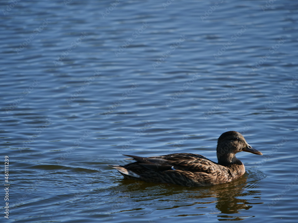 duck in the water