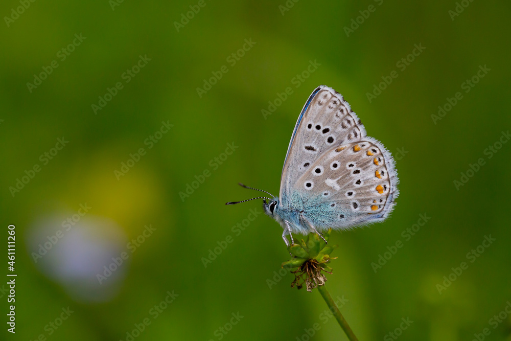 a wonderful butterfly with an overhead blue wing color, Polyommatus bellargus a wonderful butterfly with an overhead blue wing color, Polyommatus bellargus