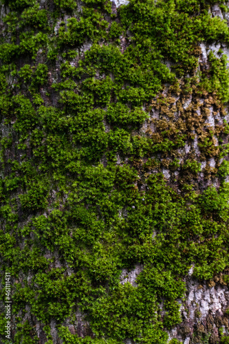 Fototapeta Naklejka Na Ścianę i Meble -  moss texture bark