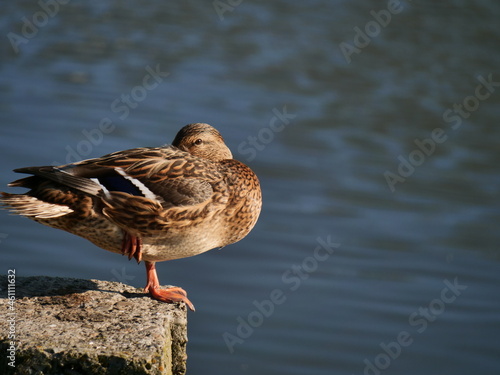 duck on the water © Василь Федорів